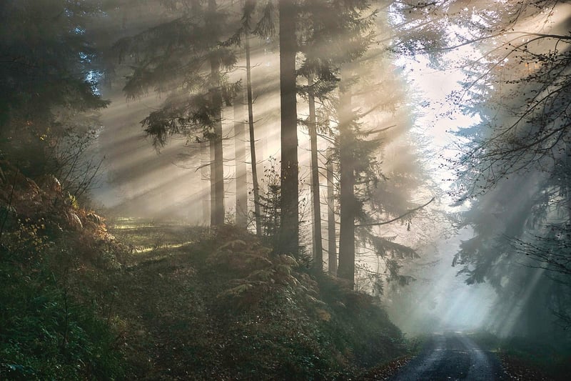 Mystery Forest
